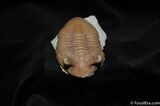 Stunning D Asaphus Intermedius Trilobite #462-5